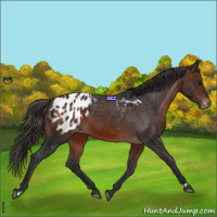 Horse Color:Brown Appaloosa  and Brown Appaloosa 