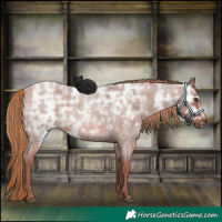 Horse Color:Red Ice Roan Rabicano