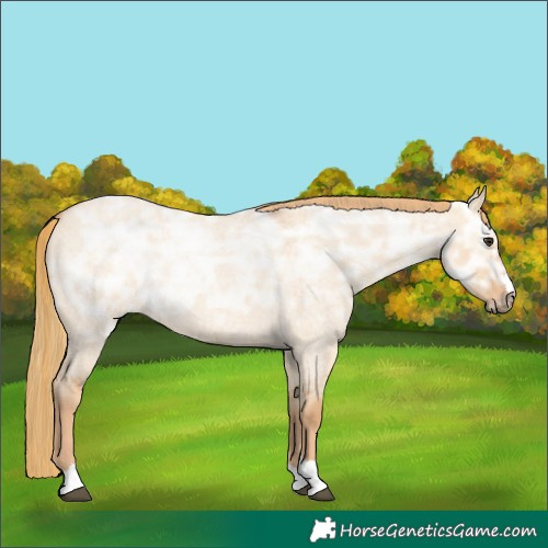 Horse Color:Red Dun Ice Roan Rabicano 