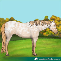 Horse Color:Red Ice Roan Rabicano 