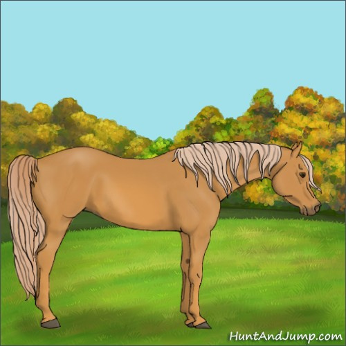 Horse Color:Palomino 