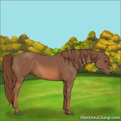 Horse Color:Chestnut 