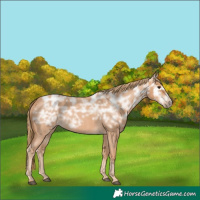 Horse Color:Red Ice Roan Rabicano