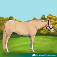 Horse Color:Gold Champagne Splash Tobiano 