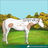 Horse Color:Gold Champagne Splash Tobiano 