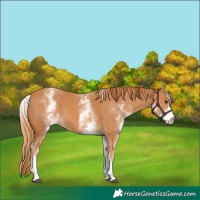 Horse Color:White Spotted Chestnut 