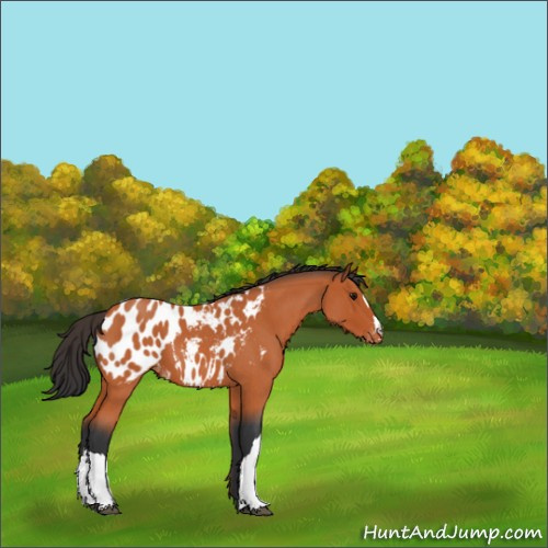 Horse Color:Bay Roan Appaloosa 