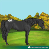 Horse Color:Black Appaloosa