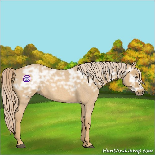 Horse Color:Palomino Ice Roan Rabicano 