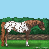 Horse Color:Liver Chestnut Tobiano Appaloosa 