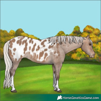 Horse Color:Silver Bay Dun Tobiano Near Leopard 