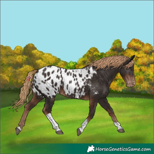 Horse Color:Liver Chestnut Tobiano Blanket 