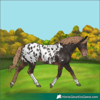 Horse Color:Liver Chestnut Tobiano Appaloosa 