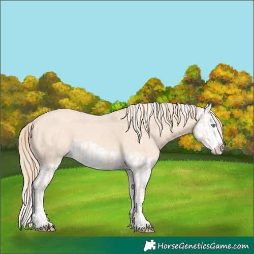 Horse Color:Cremello Splash  and Perlino Splash 