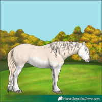 Horse Color:Cremello Splash  and Perlino Splash 