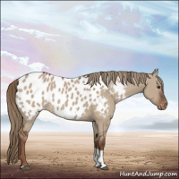 Horse Color:Liver Red Dun Tobiano Near Leopard 