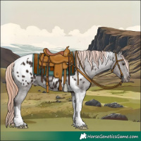 Horse Color:Liver Chestnut Tobiano Appaloosa