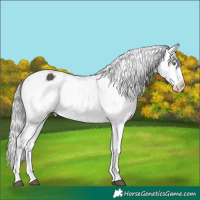 Horse Color:White Spotted Liver Chestnut Mushroom Tobiano Appaloosa 