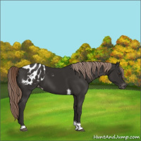 Horse Color:Liver Chestnut Tobiano Appaloosa 