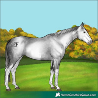 Horse Color:Gray White Spotted Liver Chestnut 