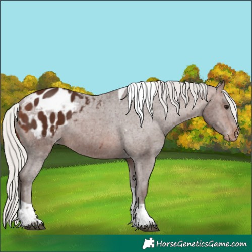 Horse Color:Silver Brown Tobiano Appaloosa 