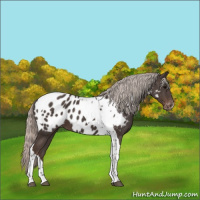 Horse Color:Silver Black Tobiano Appaloosa 