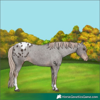 Horse Color:Liver Chestnut Tobiano Appaloosa 