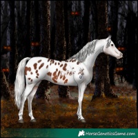 Horse Color:Silver Brown Tobiano Blanket 