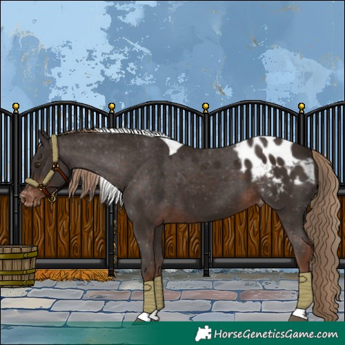 Horse Color:Liver Chestnut Tobiano Appaloosa 