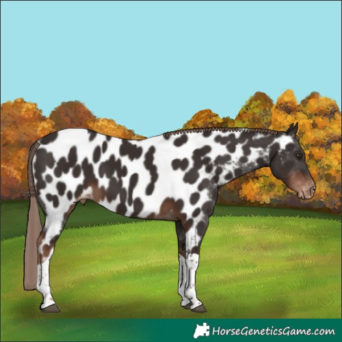Horse Color:Liver Chestnut Tobiano Appaloosa 