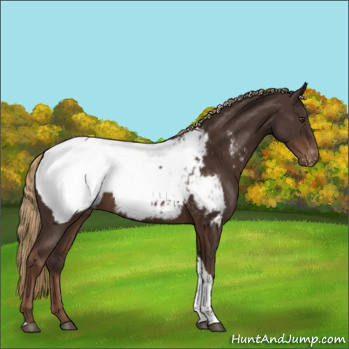 Horse Color:Liver Chestnut Tobiano Appaloosa 