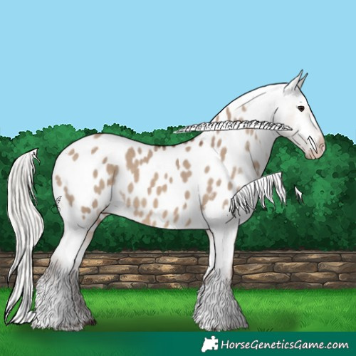 Horse Color:Silver Bay Dun Tobiano Appaloosa 