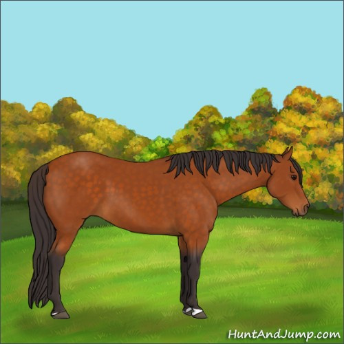 Horse Color:Buckskin 