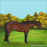 Horse Color:Brown 