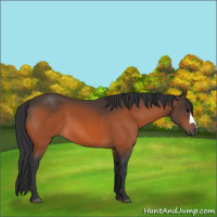 Horse Color:Bay 