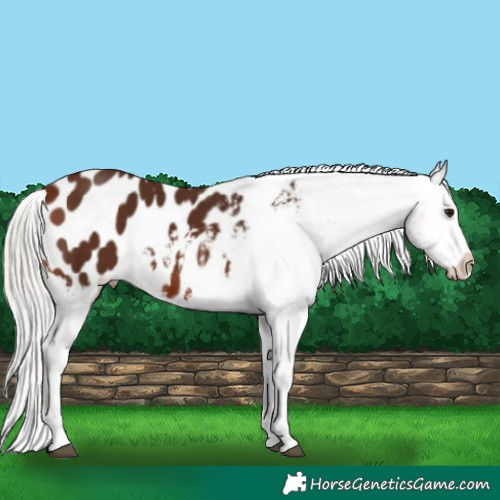 Horse Color:Silver Bay Tobiano Appaloosa 