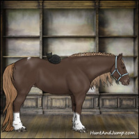 Horse Color:Liver Chestnut Tobiano Appaloosa 