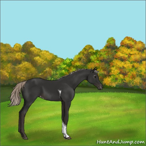 Horse Color:Gray Silver Black Tobiano Appaloosa 