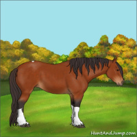 Horse Color:Buckskin Tobiano 