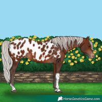 Horse Color:Silver Brown Tobiano Appaloosa 