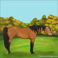 Horse Color:Gray Buckskin 