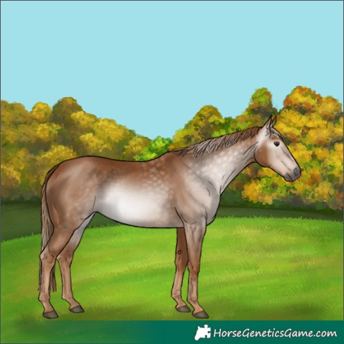 Horse Color:Gray Chestnut 
