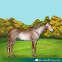 Horse Color:Gray Chestnut 