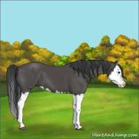 Horse Color:Black Splash