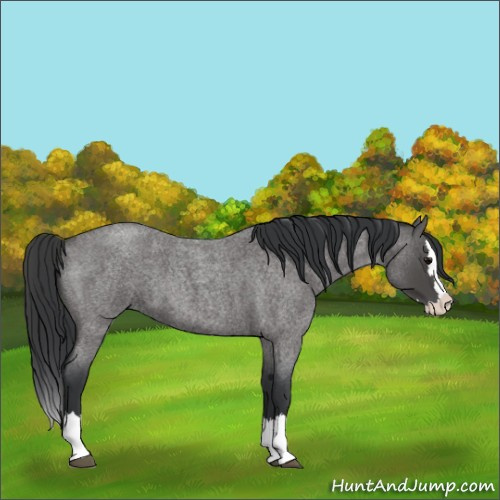 Horse Color:Blue Roan Splash 