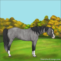 Horse Color:Blue Roan Splash 