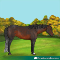Horse Color:Brown 