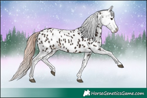 Horse Color:Liver Chestnut Tobiano Appaloosa 
