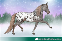 Horse Color:Liver Chestnut Tobiano Appaloosa 