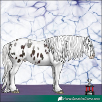 Horse Color:Midnight Gold Champagne Ice Mushroom Sabino Tobiano Appaloosa 